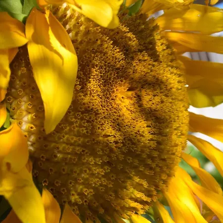 Damecuta Anacapri (Isola di Capri)