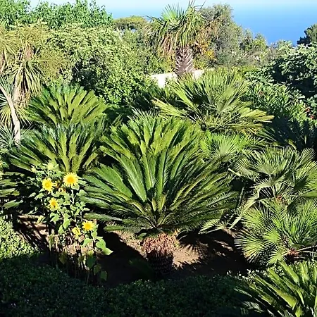 Damecuta Anacapri (Isola di Capri)
