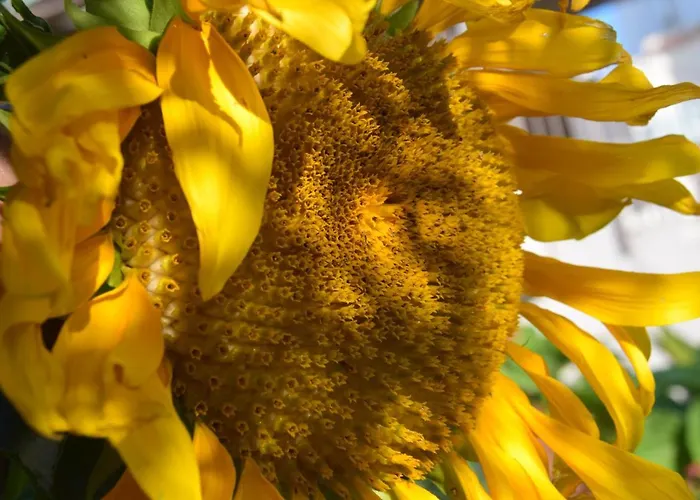 Damecuta أناكابْري